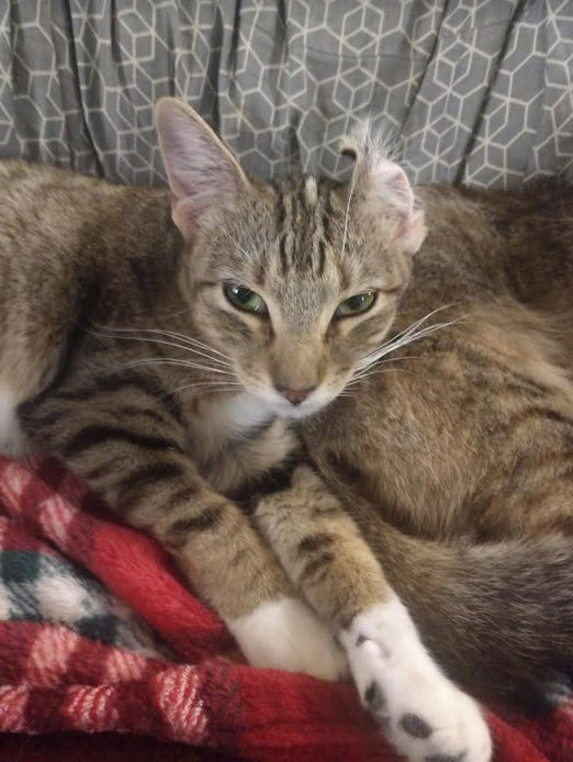 Bunny, an adoptable Domestic Short Hair in Plano, TX, 75026 | Photo Image 2