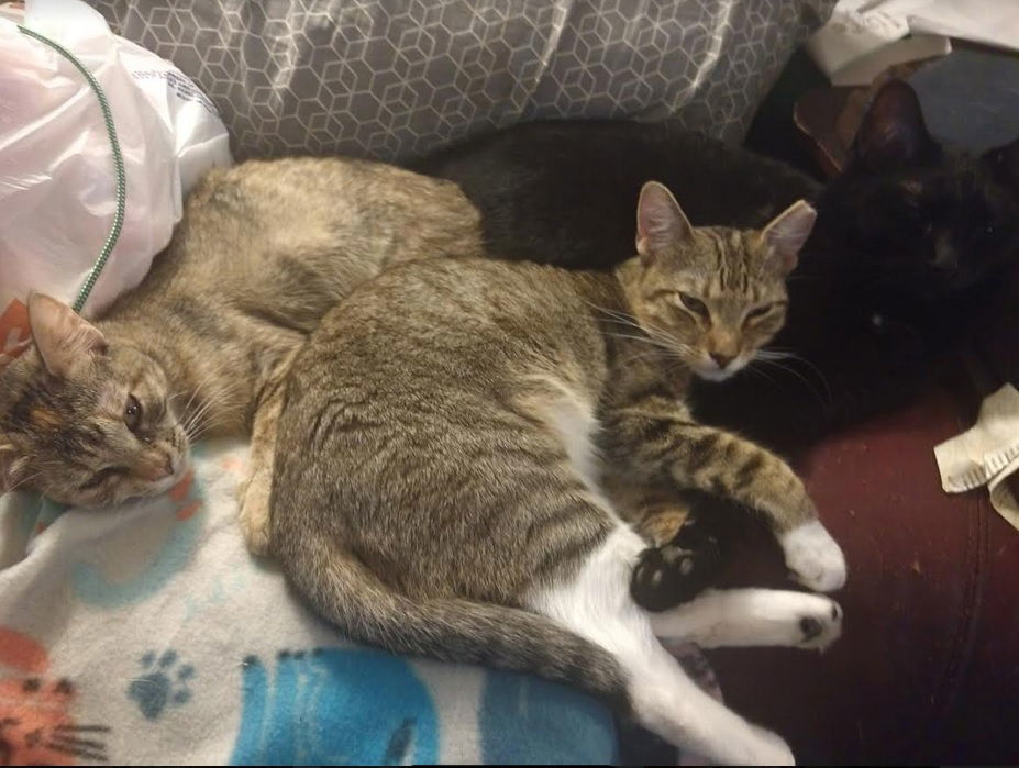 Bunny, an adoptable Domestic Short Hair in Plano, TX, 75026 | Photo Image 3