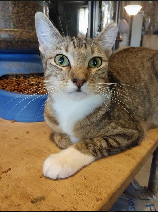 Bunny, an adoptable Domestic Short Hair in Plano, TX, 75026 | Photo Image 3