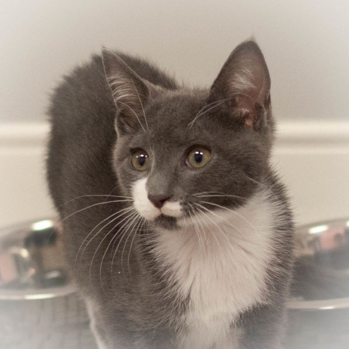 Blake, an adopted Domestic Short Hair in St Augustine, FL_image-3