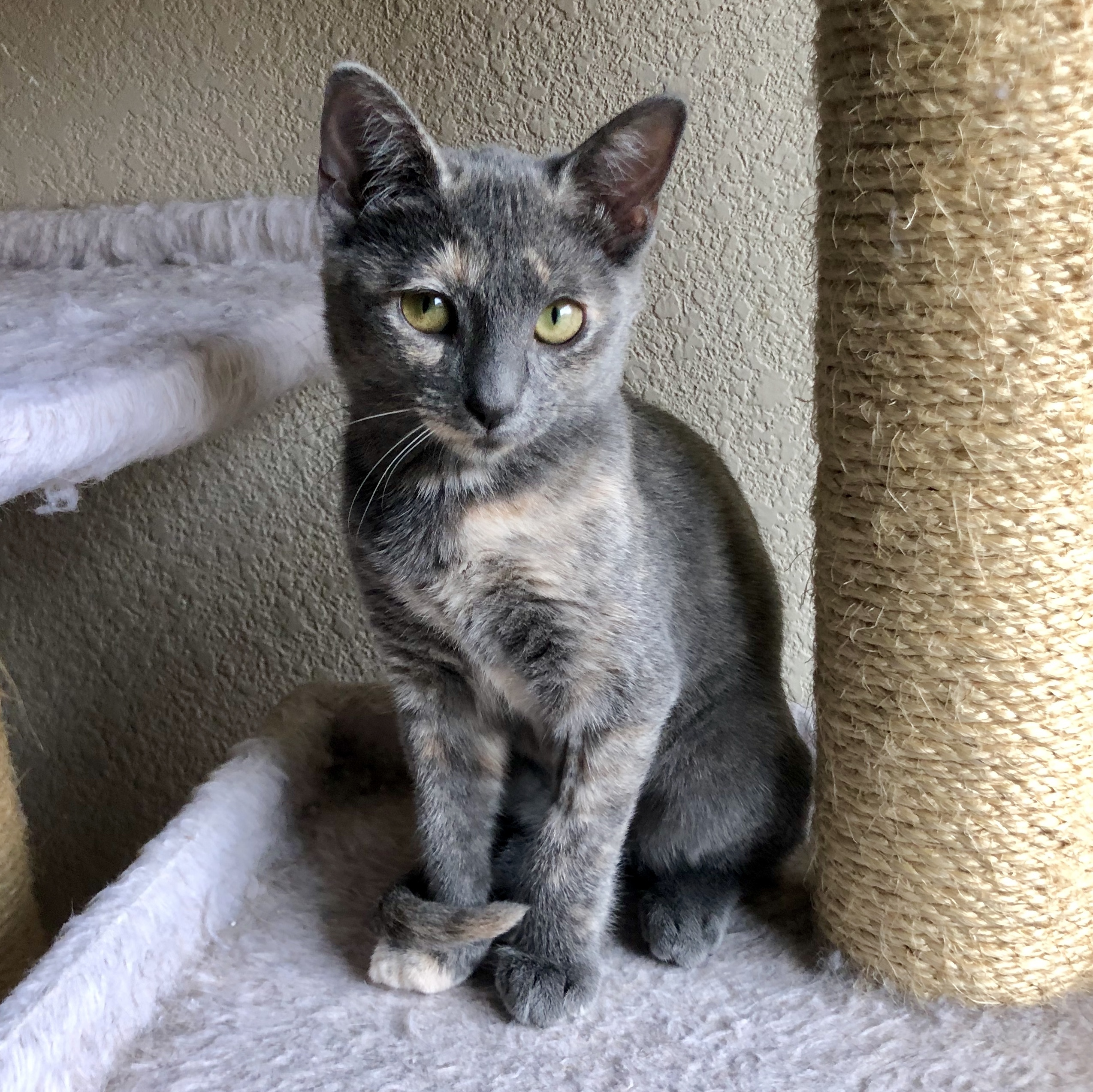 Bonnie, an adoptable Domestic Short Hair in Fort Worth, TX, 76121 | Photo Image 2