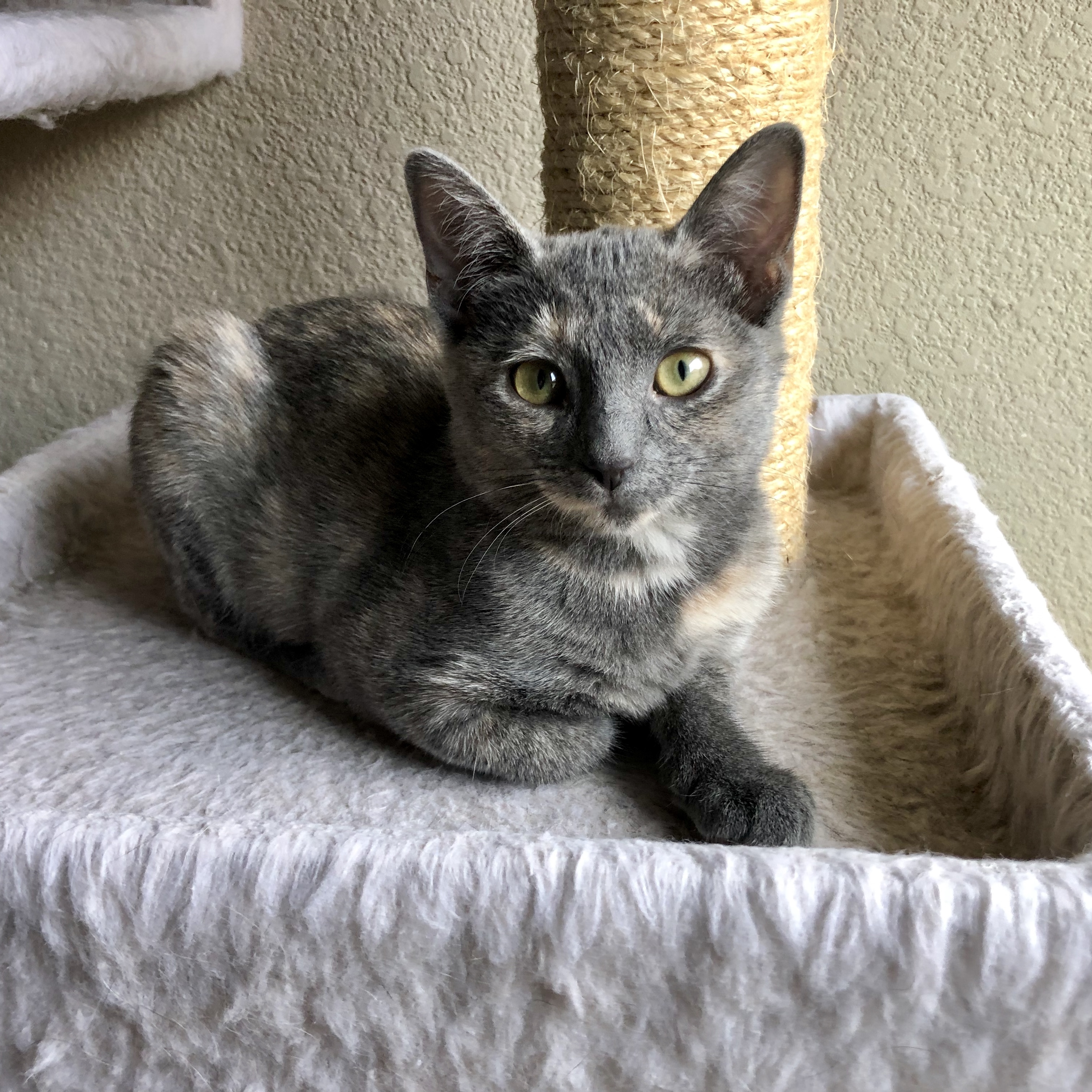 Bonnie, an adoptable Domestic Short Hair in Fort Worth, TX, 76121 | Photo Image 3
