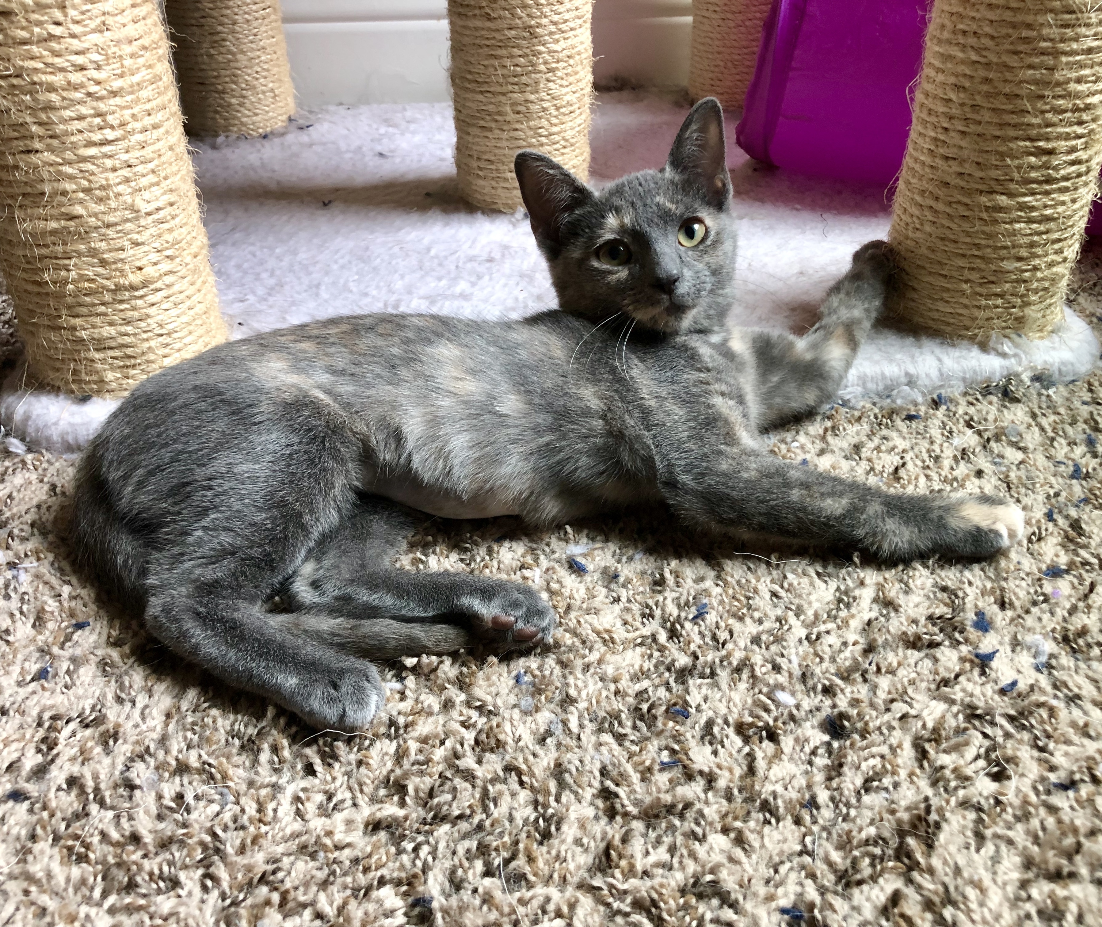 Bonnie, an adoptable Domestic Short Hair in Fort Worth, TX, 76121 | Photo Image 4