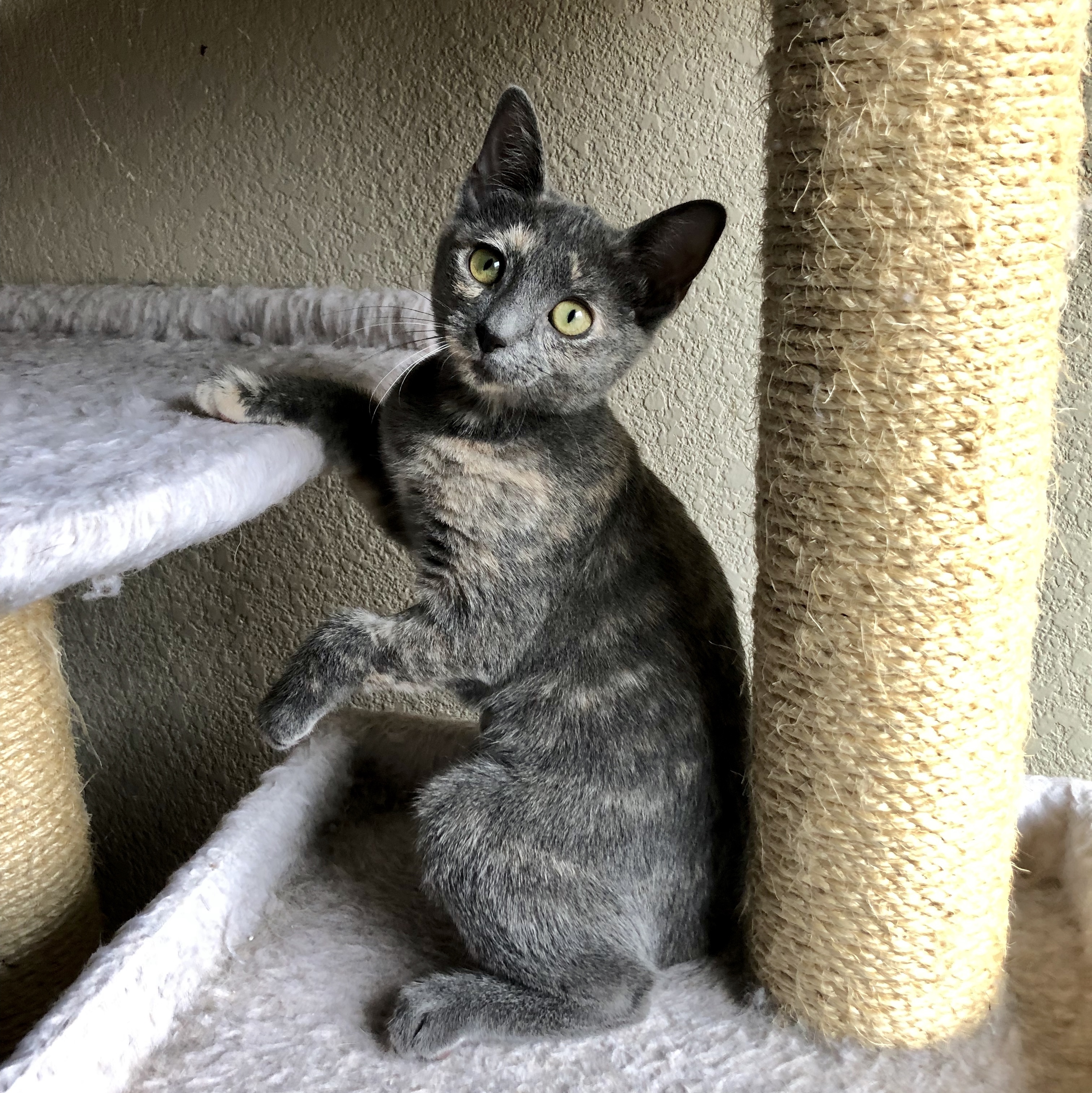 Bonnie, an adoptable Domestic Short Hair in Fort Worth, TX, 76121 | Photo Image 5