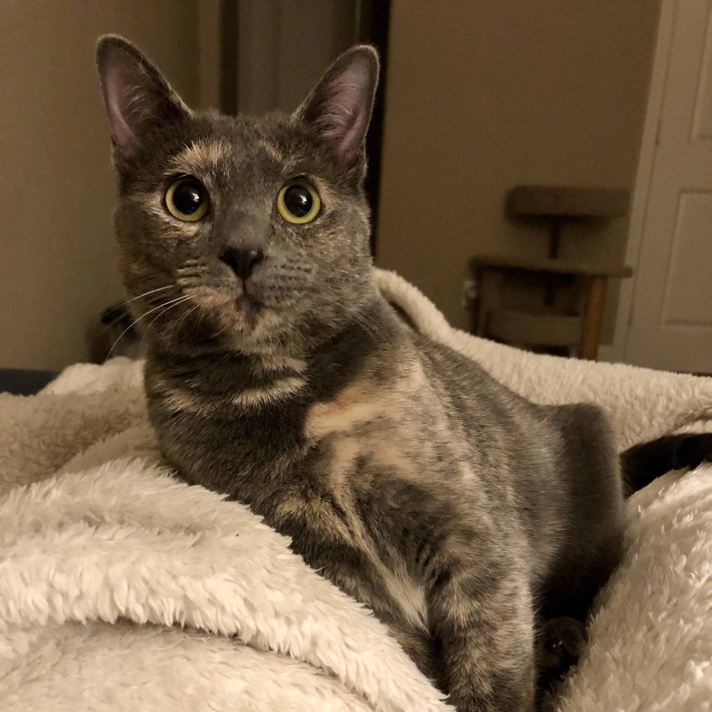 Bonnie, an adoptable Domestic Short Hair in Fort Worth, TX, 76121 | Photo Image 1