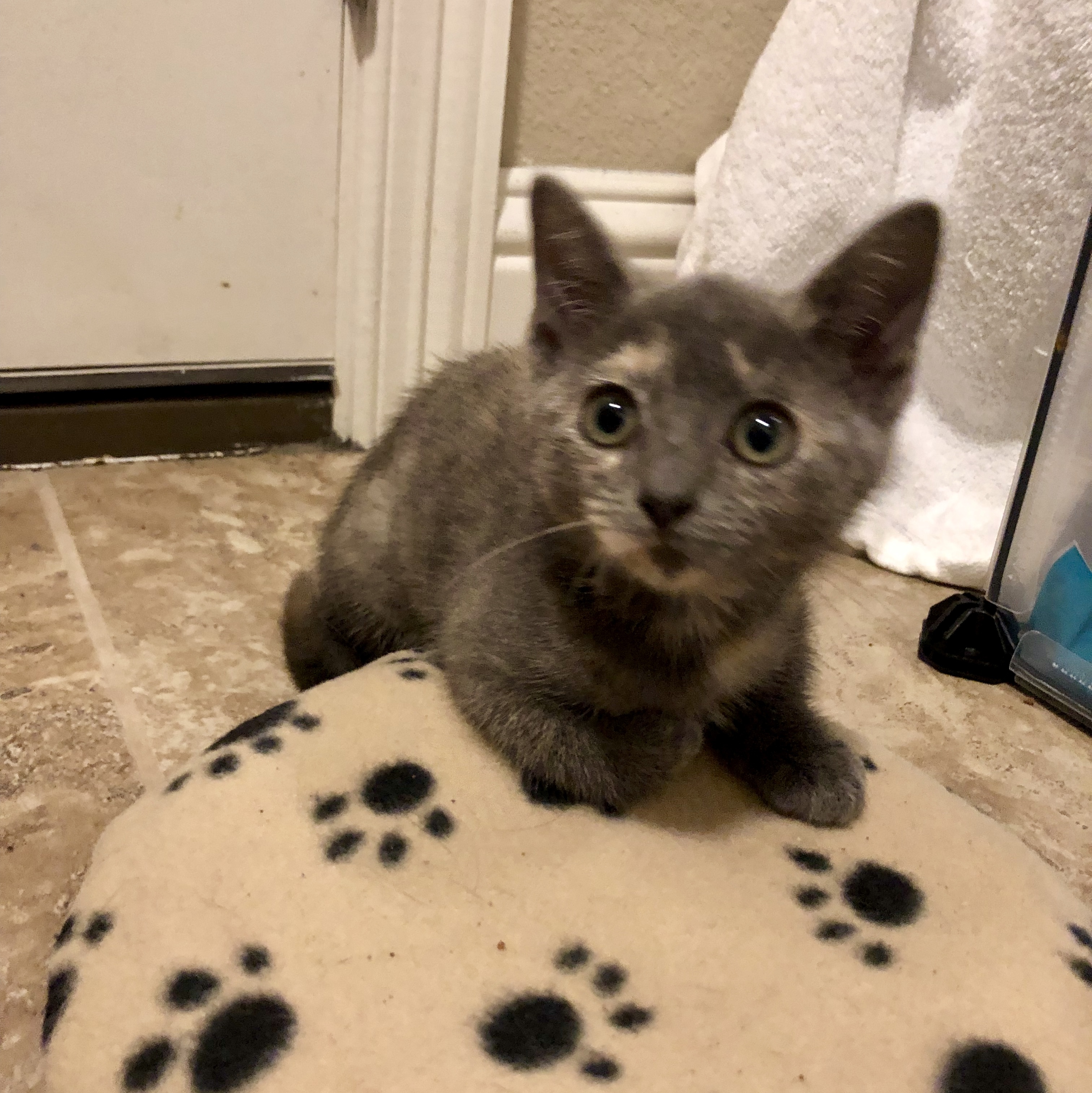 Bonnie, an adoptable Domestic Short Hair in Fort Worth, TX, 76121 | Photo Image 6