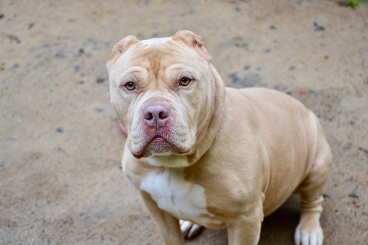 Gremlin, an adoptable Pit Bull Terrier in Fort Bragg, CA, 95437 | Photo Image 1