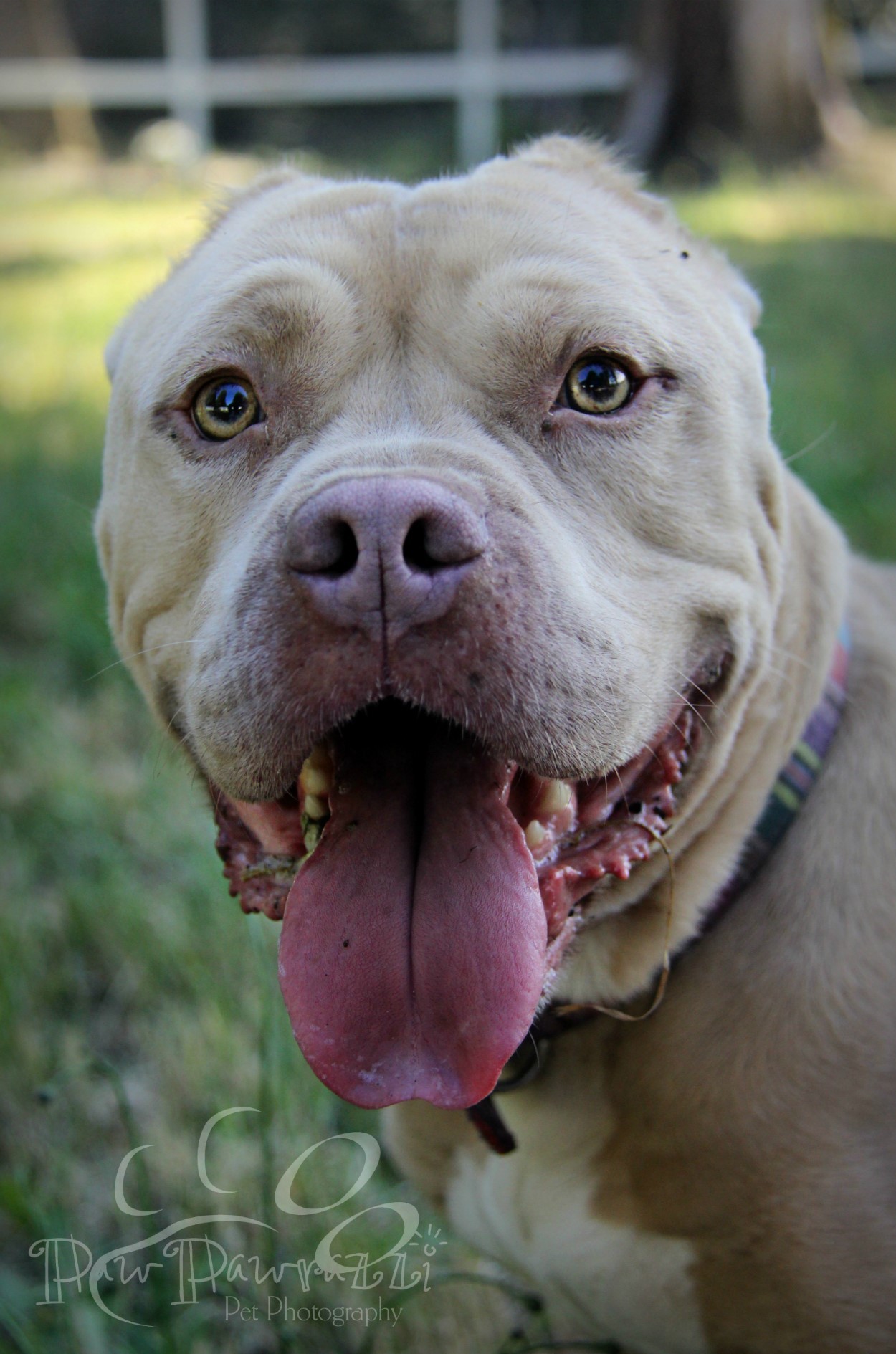Gremlin, an adoptable Pit Bull Terrier in Fort Bragg, CA, 95437 | Photo Image 2