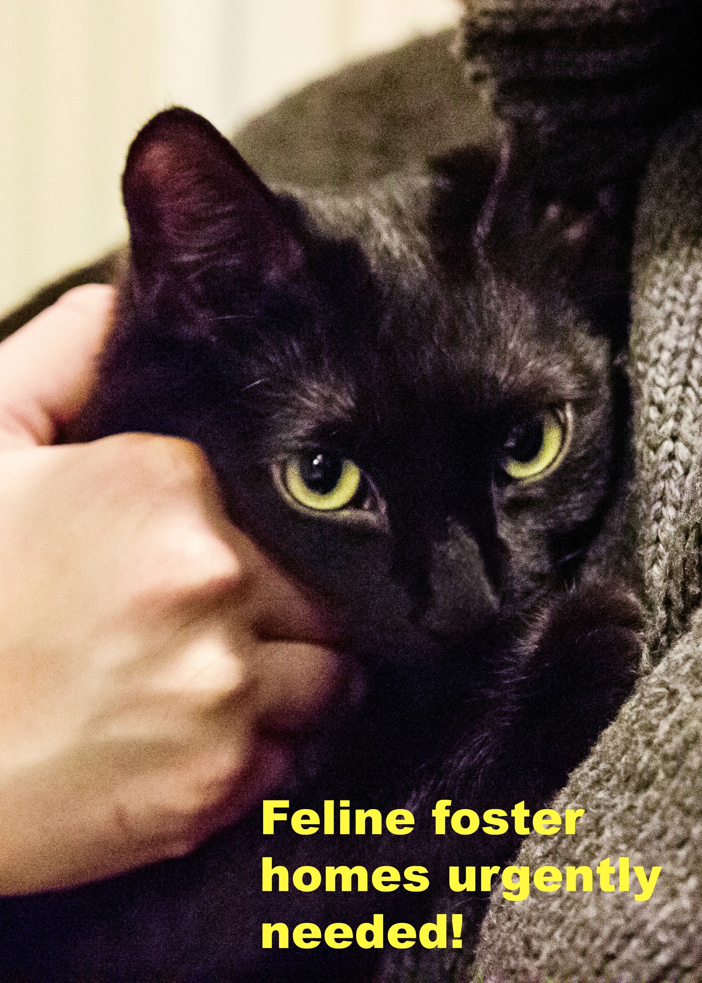 Cat Foster Homes Urgently Needed, an adoptable Domestic Short Hair in Milwaukee, WI, 53237 | Photo Image 1