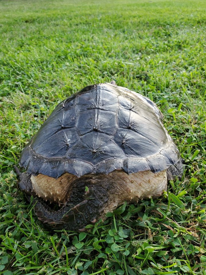 Turtle For Adoption - Common Snapping Turtle, A Snapping Mix In 