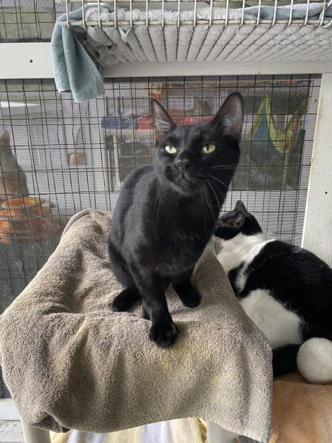 STEVIE, an adoptable Domestic Short Hair in New Bern, NC, 28563 | Photo Image 1