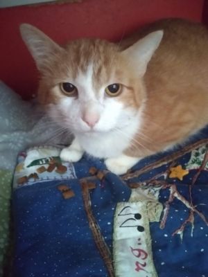 Bob, Senior Male unknown