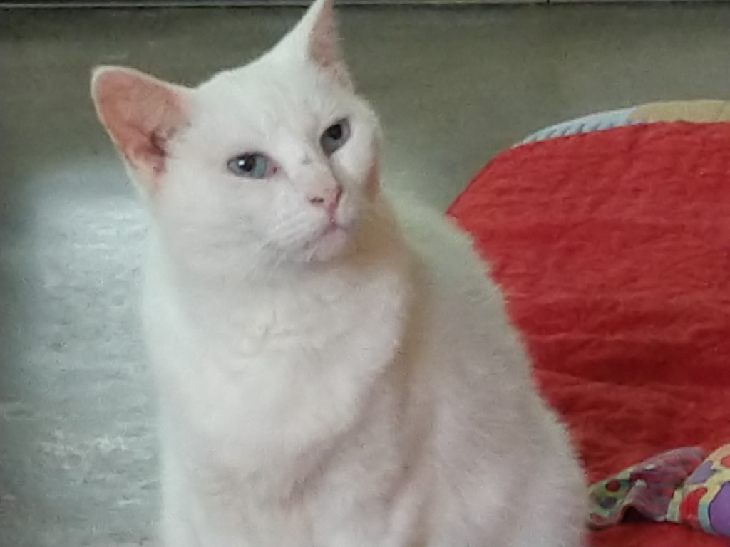 Sophie (Sponsored; Special Needs), an adoptable Domestic Short Hair in Pittsboro, NC, 27312 | Photo Image 1