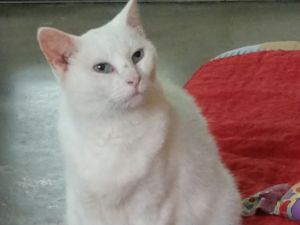 Sophie (Sponsored; Special Needs), Senior Female unknown