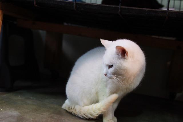 Sophie (Sponsored; Special Needs), an adoptable Domestic Short Hair in Pittsboro, NC, 27312 | Photo Image 3