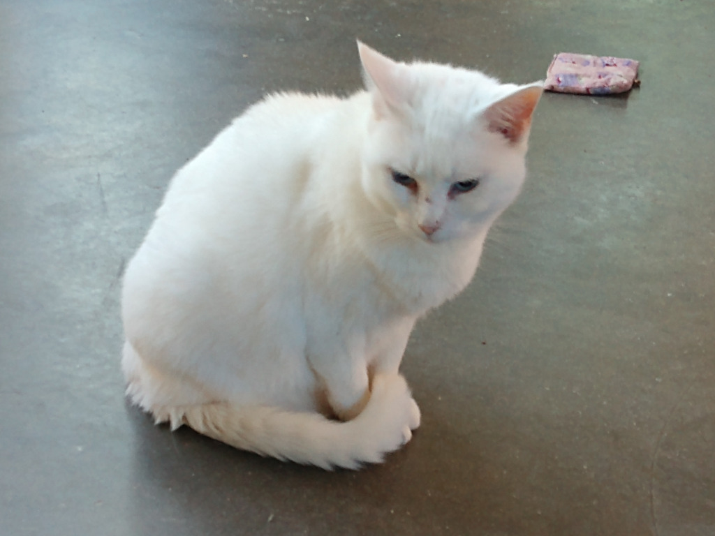 Sophie (Sponsored; Special Needs), an adoptable Domestic Short Hair in Pittsboro, NC, 27312 | Photo Image 4