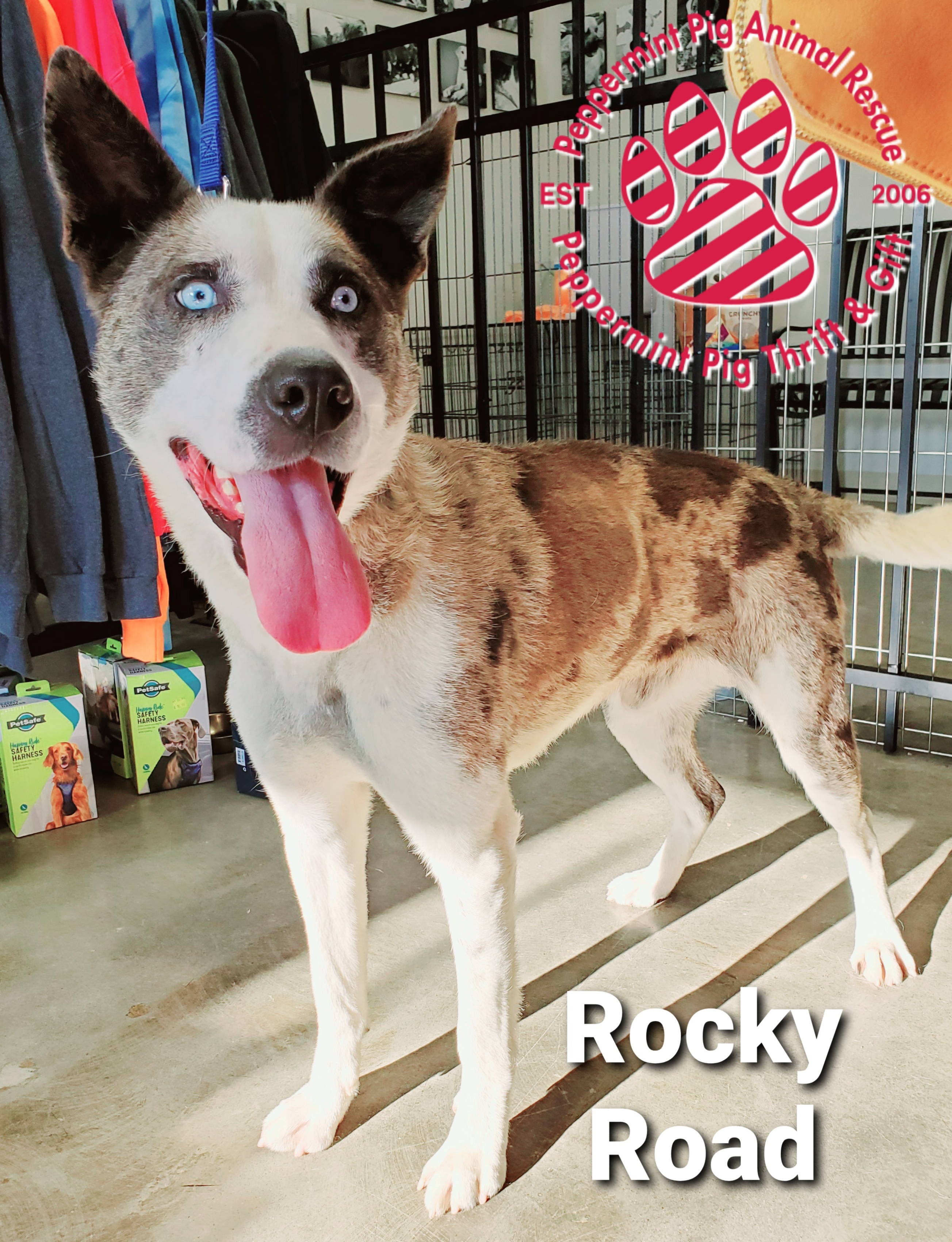 Rocky Road Adoption Pending detail page