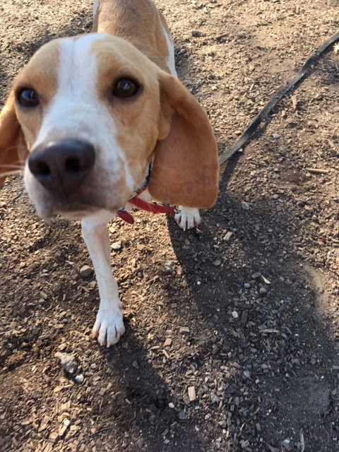 Spooky, an adoptable Beagle in Ringwood, NJ_image-2