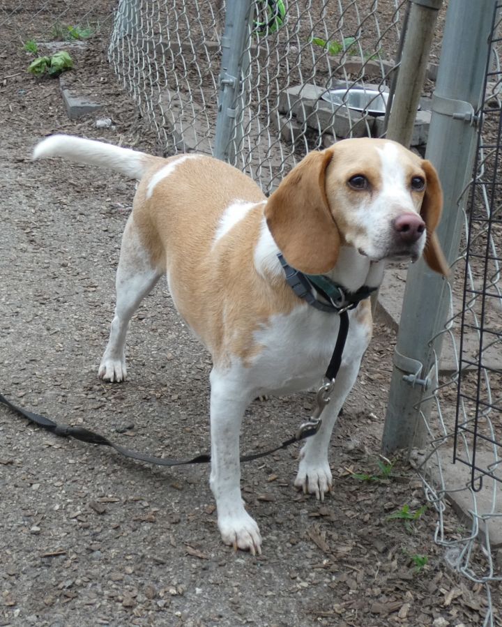Spooky, an adoptable Beagle in Ringwood, NJ_image-4