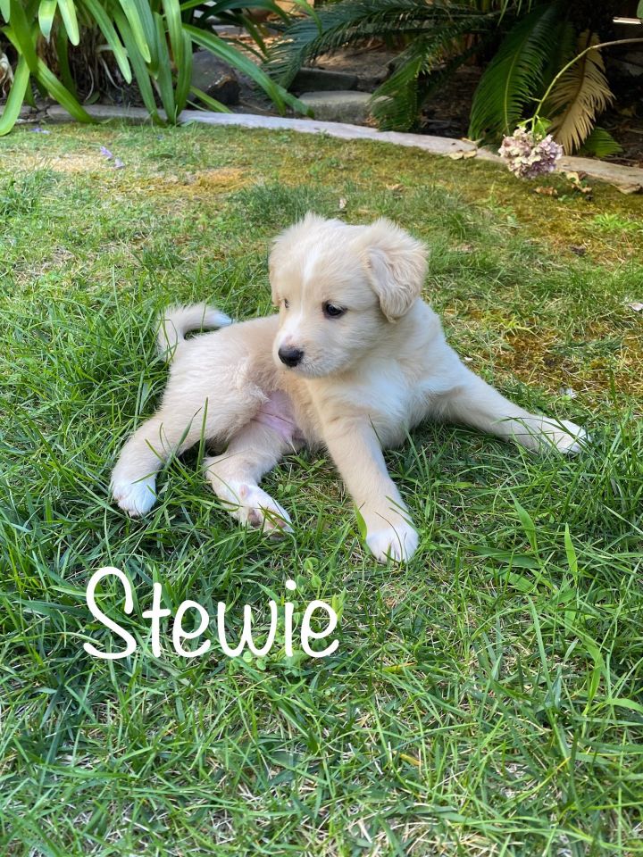 Stewie 1