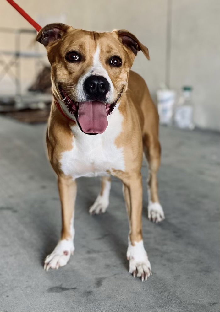 Lucy, an adoptable Pit Bull Terrier in Gun Barrel City, TX, 75147 | Photo Image 1