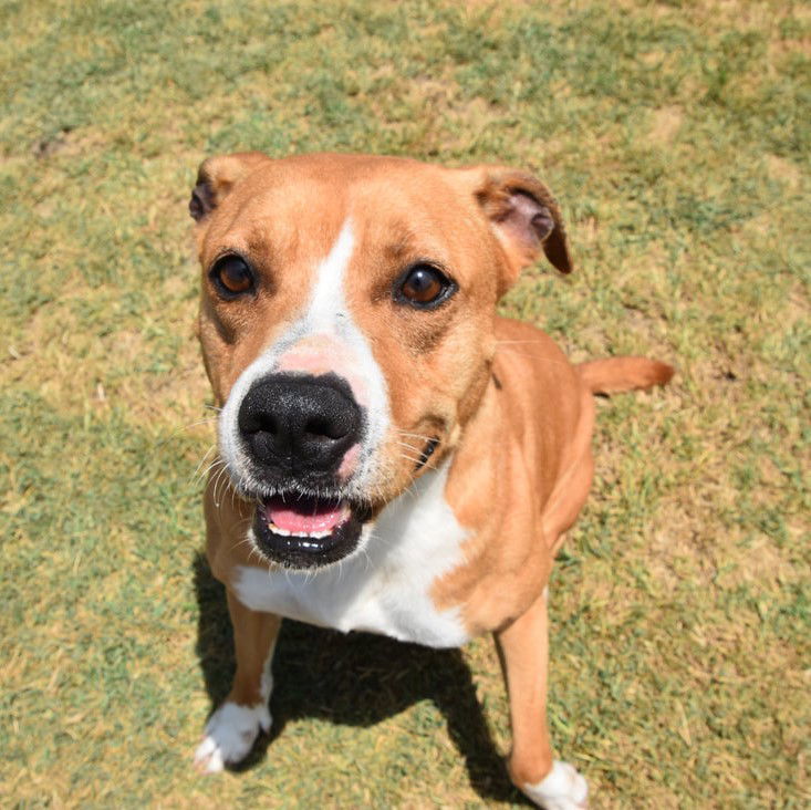 Lucy, an adoptable Pit Bull Terrier in Gun Barrel City, TX, 75147 | Photo Image 2