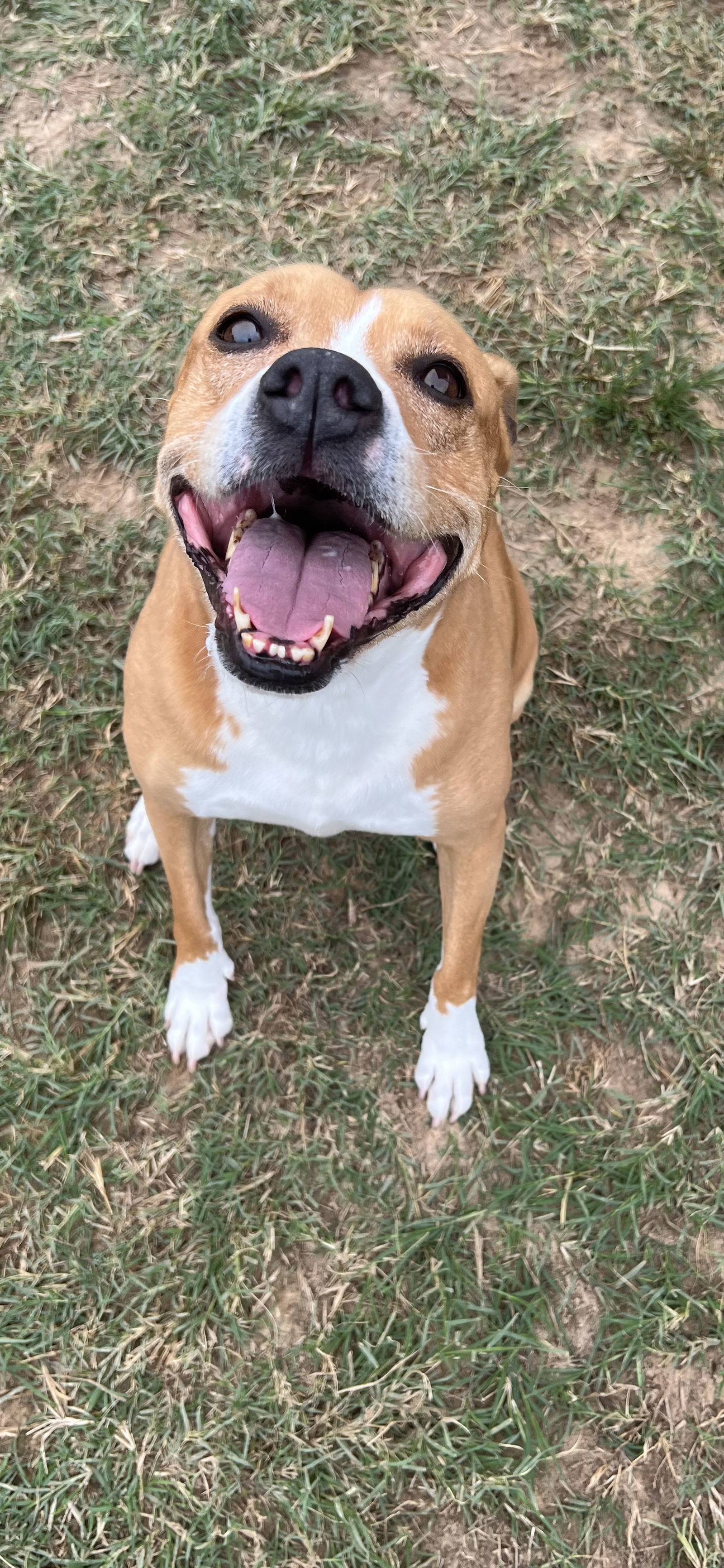 Lucy, an adoptable Pit Bull Terrier in Gun Barrel City, TX, 75147 | Photo Image 3