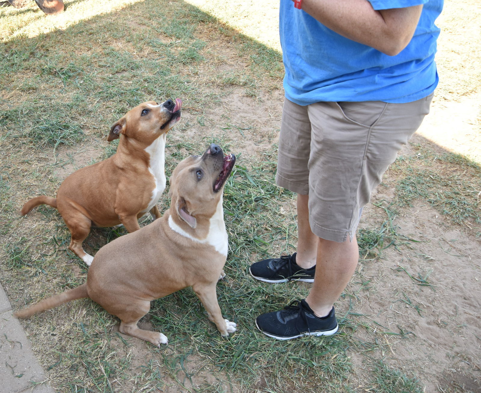 Lucy, an adoptable Pit Bull Terrier in Gun Barrel City, TX, 75147 | Photo Image 3