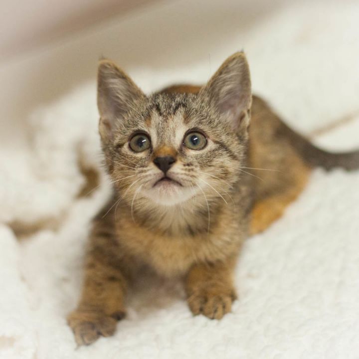 Fawn, an adopted Abyssinian & Tortoiseshell Mix in Ponte Vedra, FL_image-1