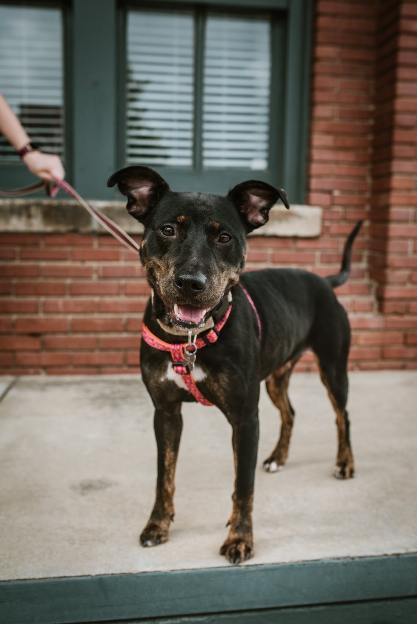 Matty, an adoptable Terrier in Memphis, TN, 38103 | Photo Image 3