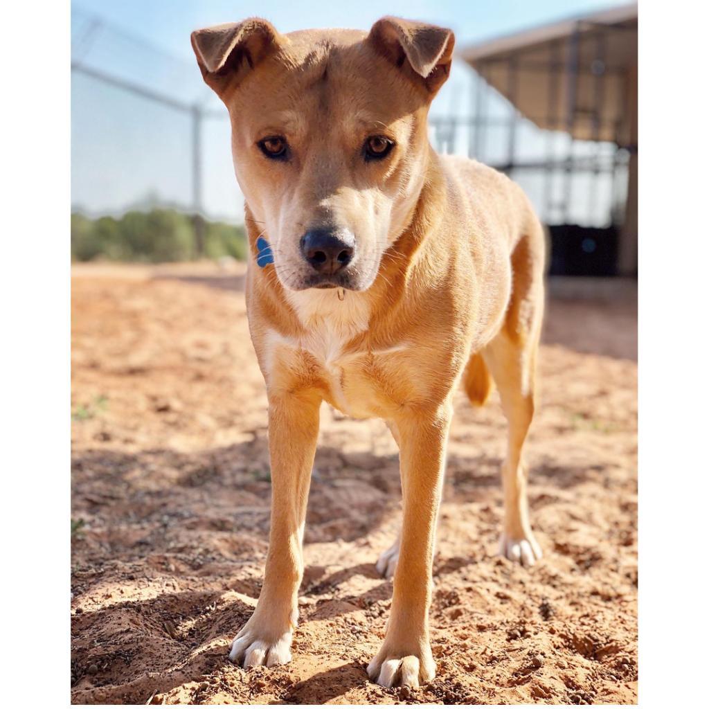 Prairie Dawn, an adoptable Shepherd in Kanab, UT, 84741 | Photo Image 1