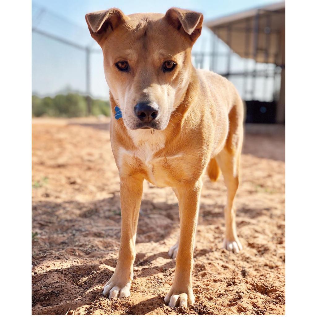 Prairie Dawn, an adoptable Shepherd in Kanab, UT, 84741 | Photo Image 1