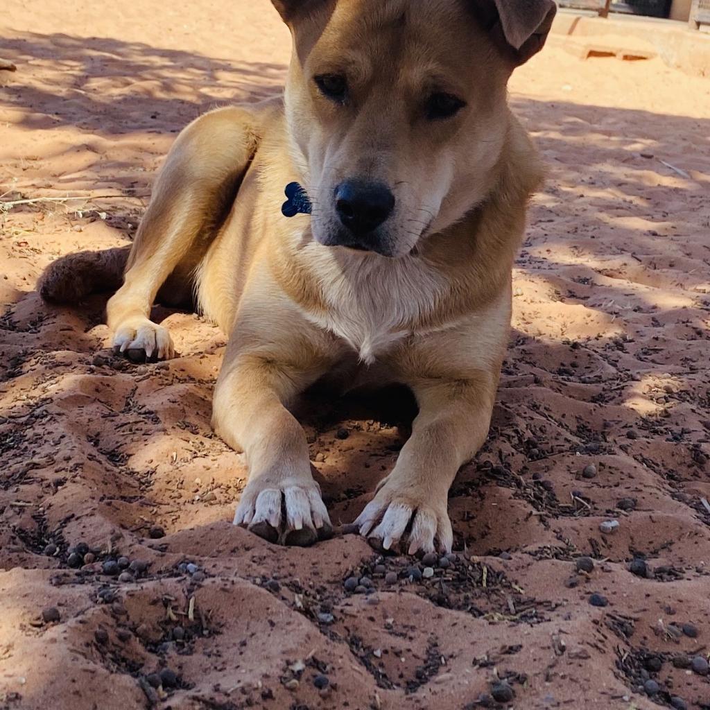 Prairie Dawn, an adoptable Shepherd in Kanab, UT, 84741 | Photo Image 4