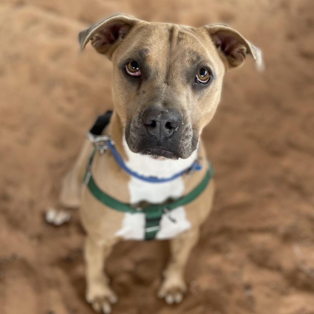 Broccoli, an adoptable Pit Bull Terrier in Kanab, UT, 84741 | Photo Image 1