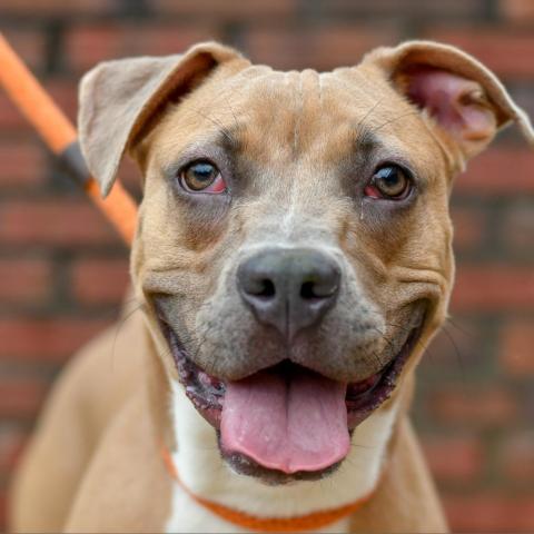 Broccoli, an adoptable Pit Bull Terrier in Kanab, UT, 84741 | Photo Image 2