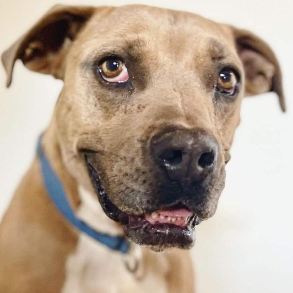 Broccoli, an adoptable Pit Bull Terrier in Kanab, UT, 84741 | Photo Image 2