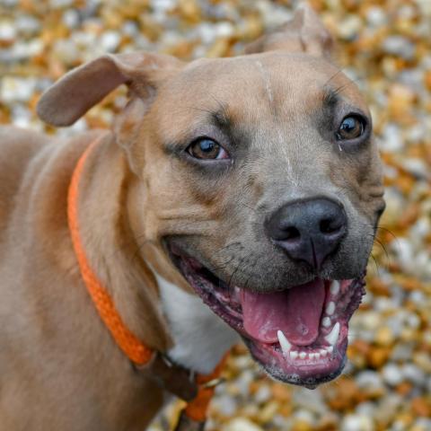 Broccoli, an adoptable Pit Bull Terrier in Kanab, UT, 84741 | Photo Image 3