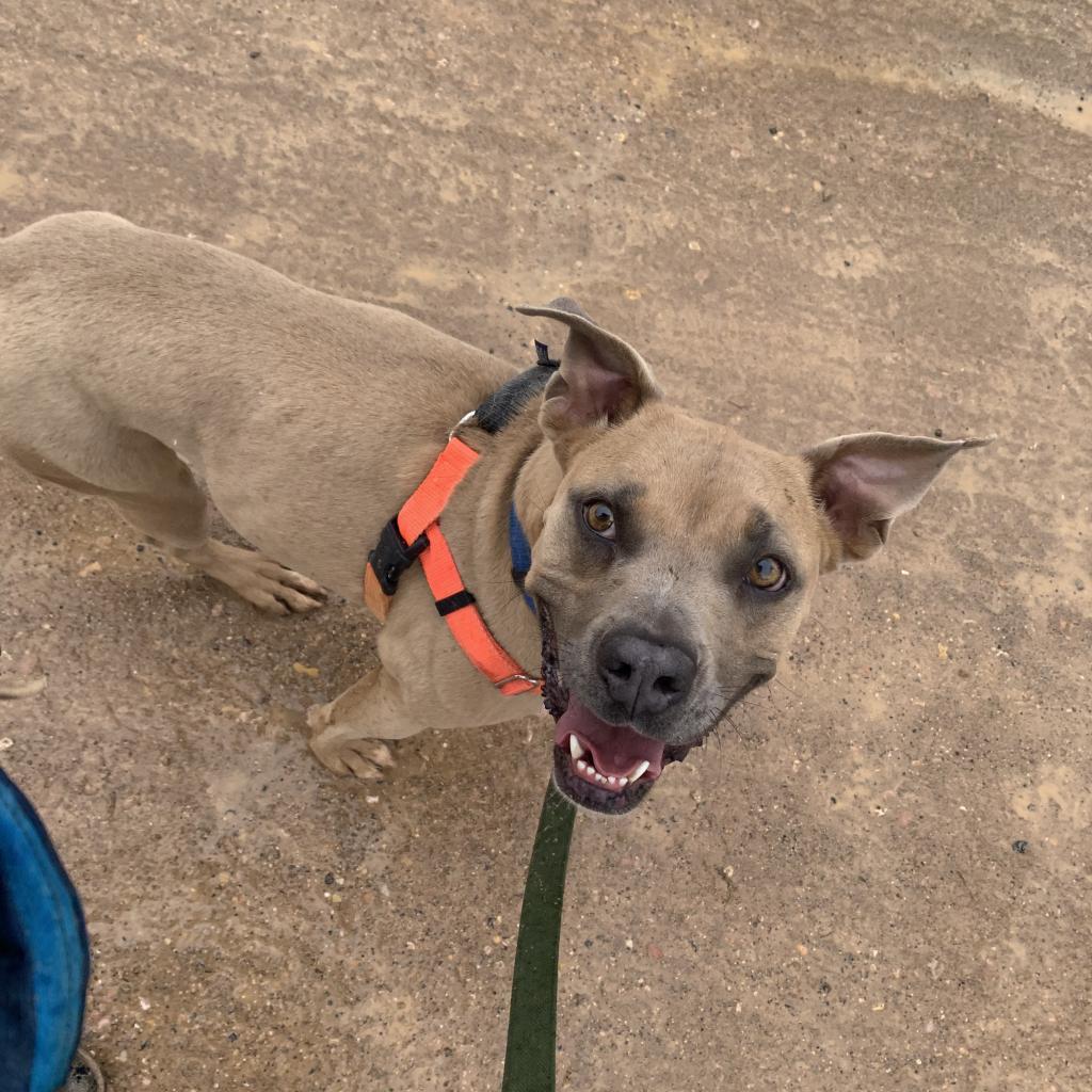 Broccoli, an adoptable Pit Bull Terrier in Kanab, UT, 84741 | Photo Image 3