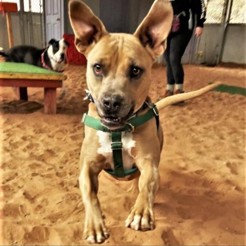 Broccoli, an adoptable Pit Bull Terrier in Kanab, UT, 84741 | Photo Image 4