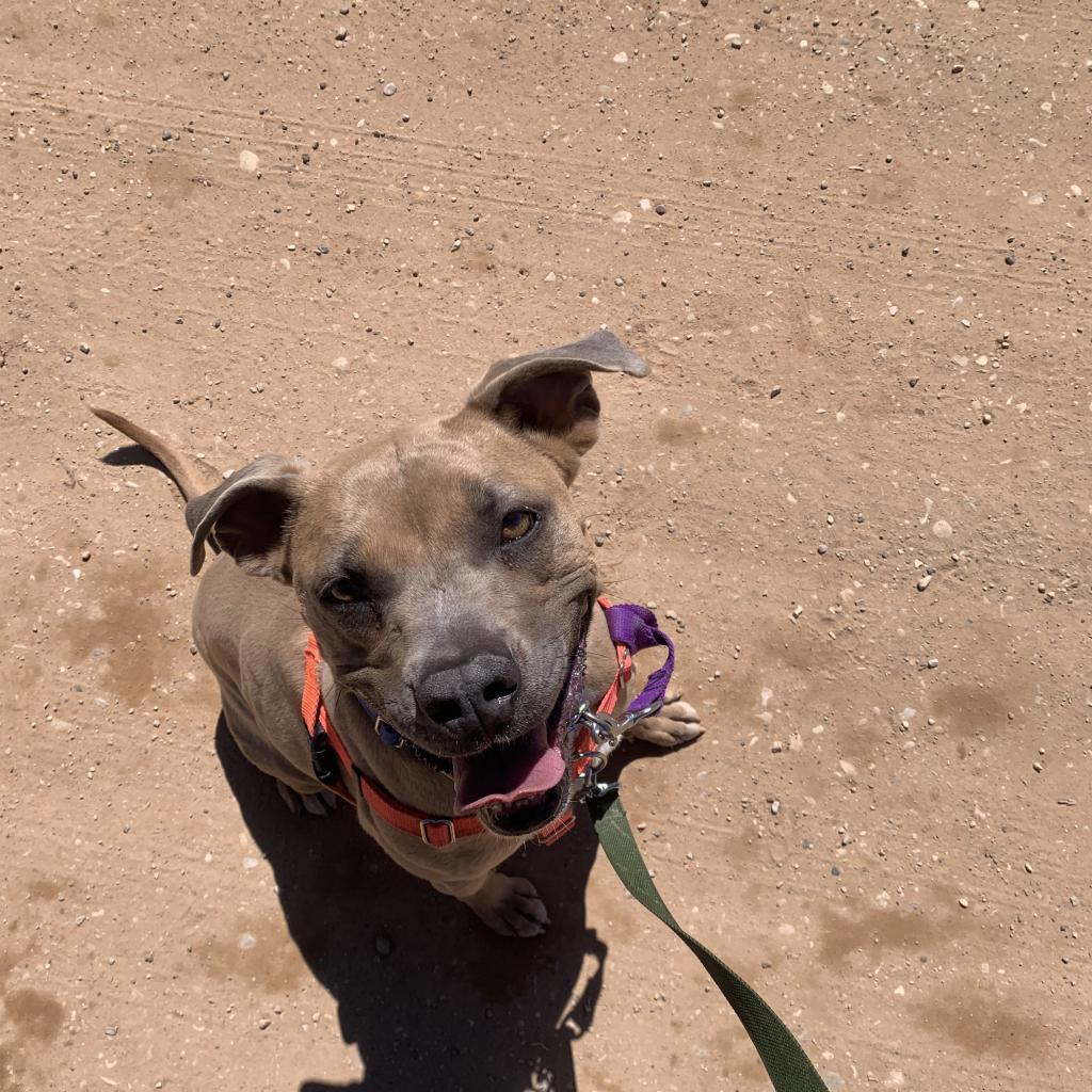 Broccoli, an adoptable Pit Bull Terrier in Kanab, UT, 84741 | Photo Image 4