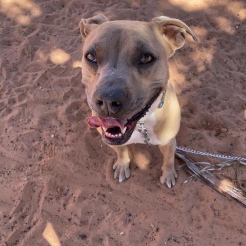 Broccoli, an adoptable Pit Bull Terrier in Kanab, UT, 84741 | Photo Image 5