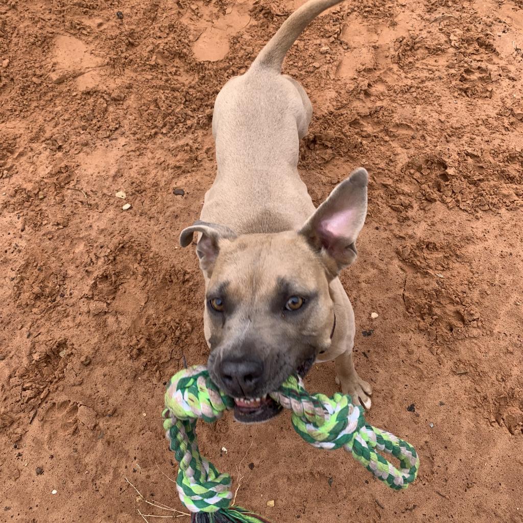 Broccoli, an adoptable Pit Bull Terrier in Kanab, UT, 84741 | Photo Image 5