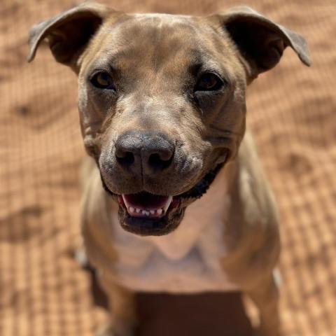 Broccoli, an adoptable Pit Bull Terrier in Kanab, UT, 84741 | Photo Image 6
