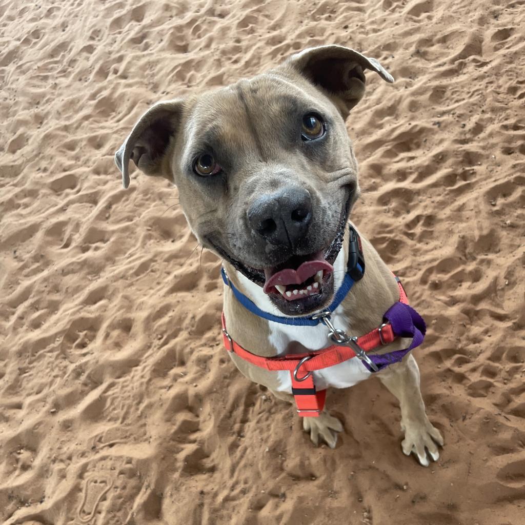 Broccoli, an adoptable Pit Bull Terrier in Kanab, UT, 84741 | Photo Image 6