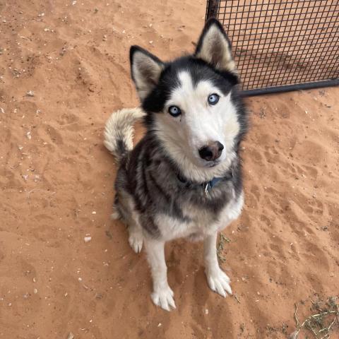 Sansa, an adoptable Siberian Husky in Kanab, UT, 84741 | Photo Image 1