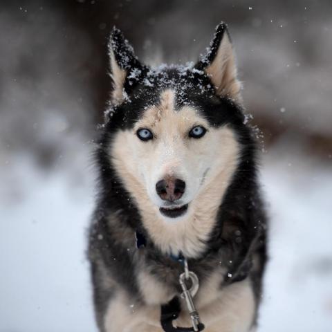 Sansa, an adoptable Siberian Husky in Kanab, UT, 84741 | Photo Image 3