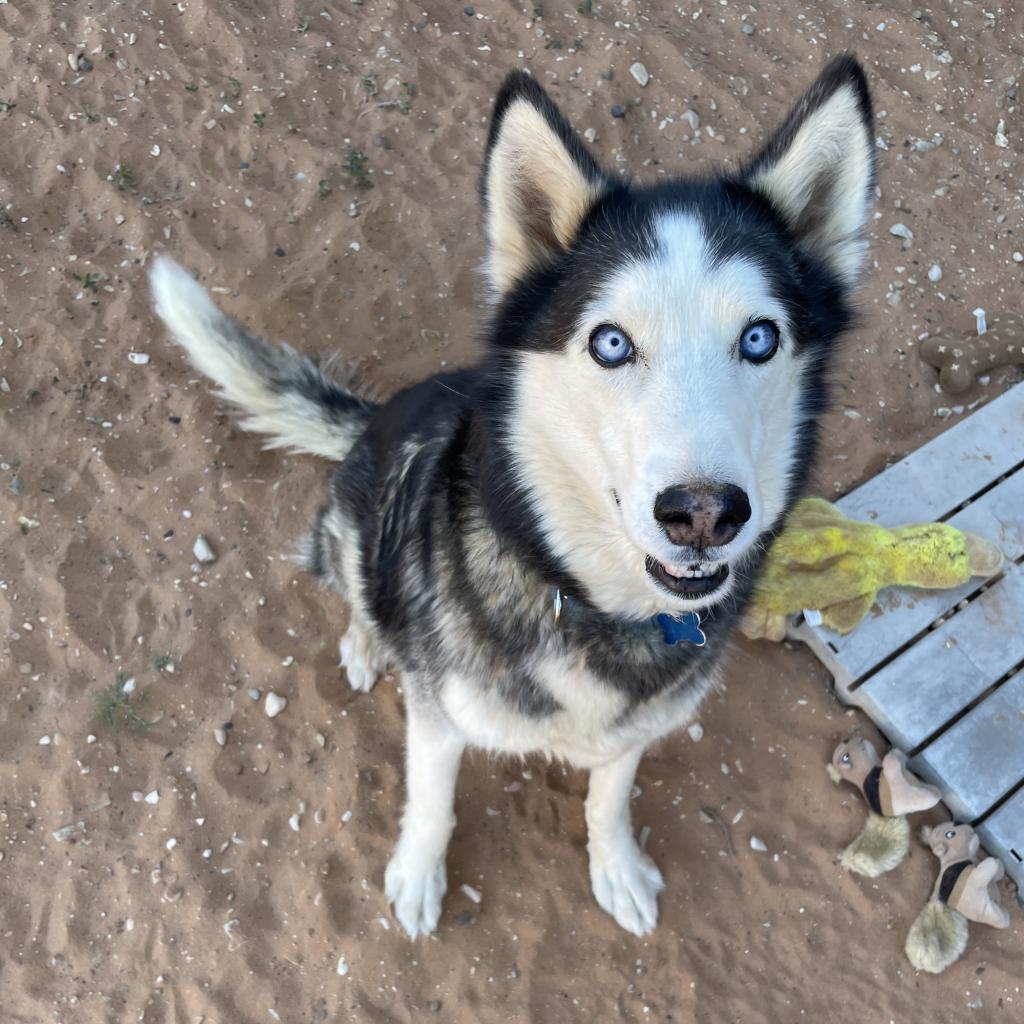 Sansa, an adoptable Siberian Husky in Kanab, UT, 84741 | Photo Image 3