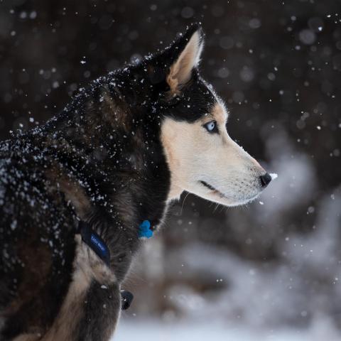 Sansa, an adoptable Siberian Husky in Kanab, UT, 84741 | Photo Image 4