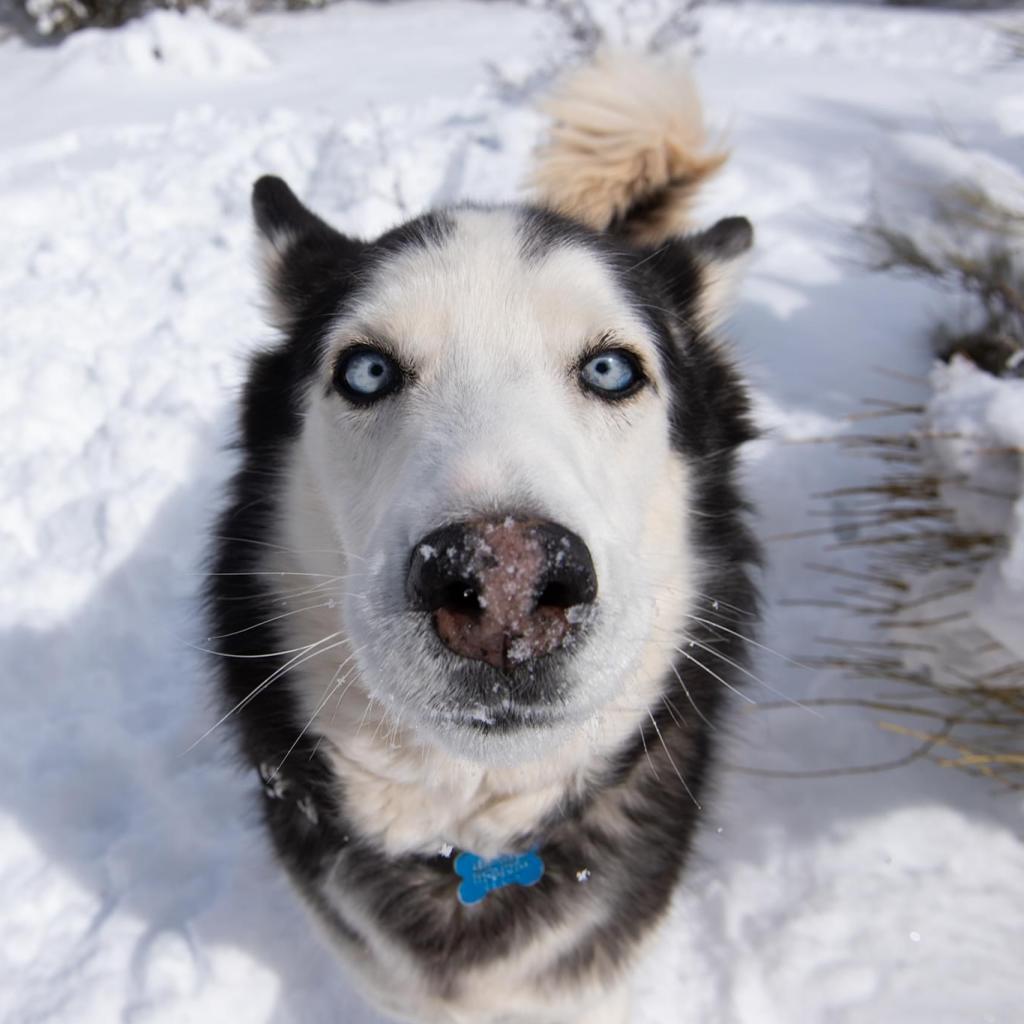 Sansa, an adoptable Siberian Husky in Kanab, UT, 84741 | Photo Image 4