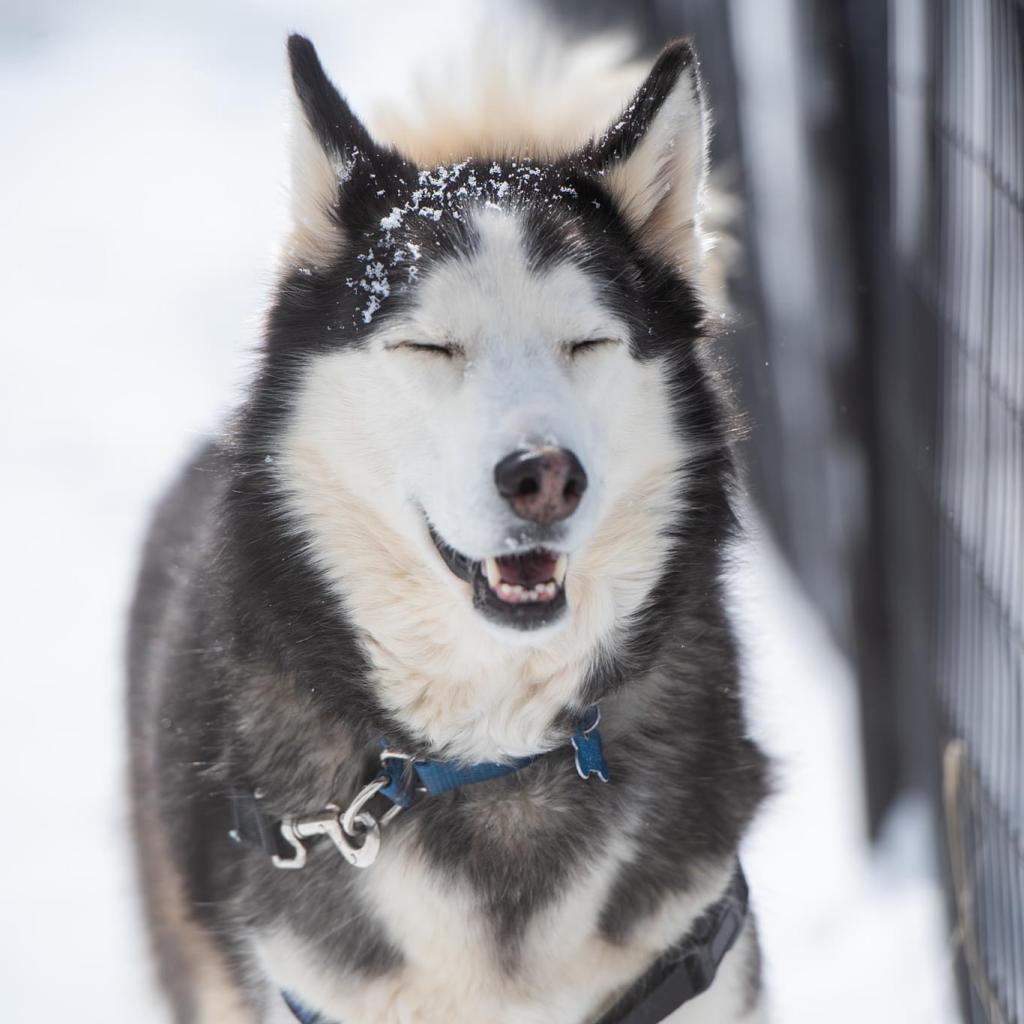 Sansa, an adoptable Siberian Husky in Kanab, UT, 84741 | Photo Image 5